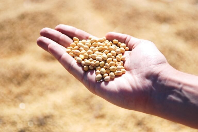 Mão do produtor rural segurando grãos de soja colhidos