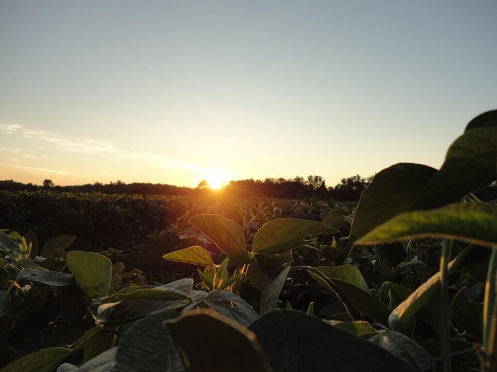 Lavoura de soja ao amanhecer, com o sol nascendo no horizonte