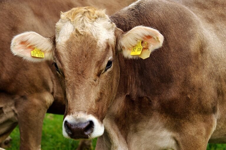 Vaca leiteira em propriedade rural